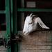 A baby goat pokes its head through its pen at Dominos Petting Farm on Monday, July 1, 2013. Melanie Maxwell | AnnArbor.com